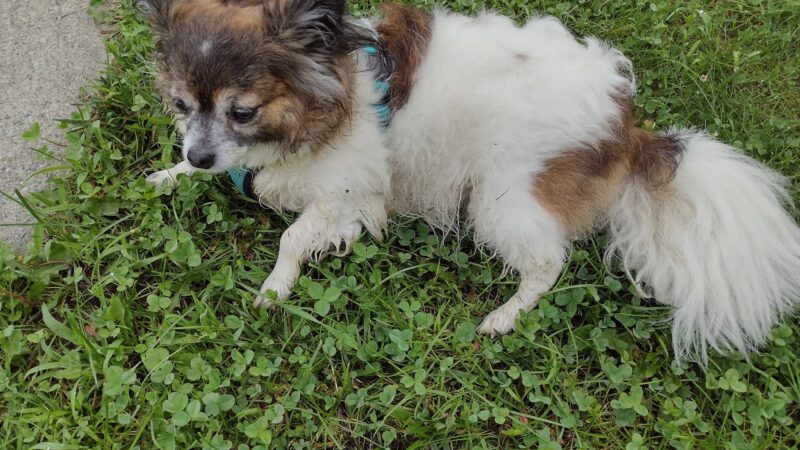 Riverside Park - West Lebanon, NH
