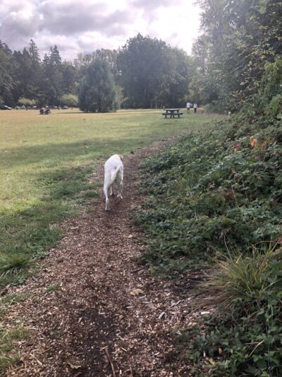 Mary S dog park - West Linn, OR