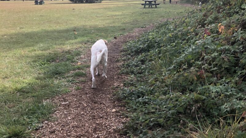 Mary S dog park - West Linn, OR