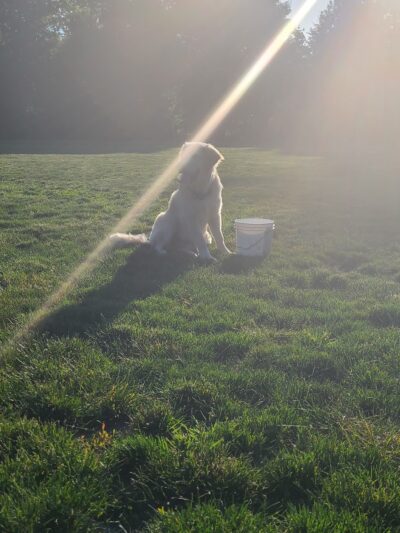 Mary S dog park - West Linn, OR