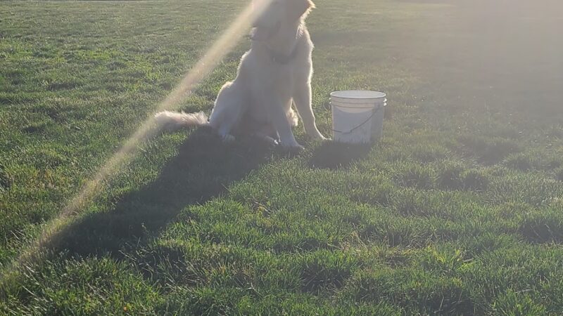 Mary S dog park - West Linn, OR