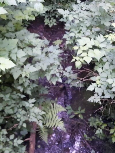 Mary S. Young Park - West Linn, OR