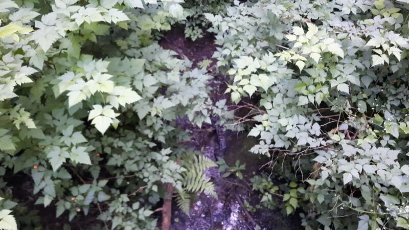 Mary S. Young Park - West Linn, OR