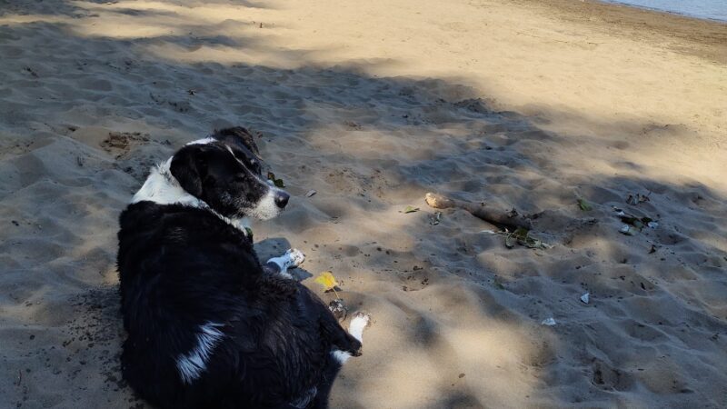 Off-Leash Dog Park - West Linn, OR