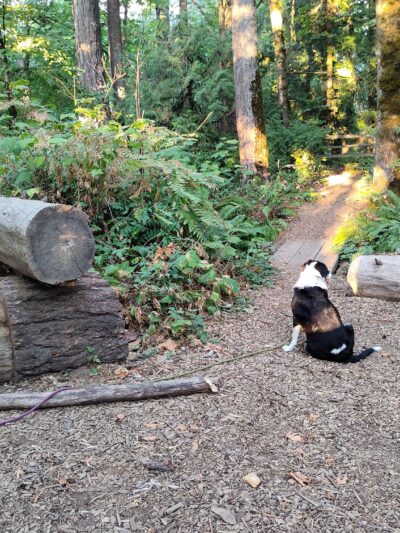 Off-Leash Dog Park - West Linn, OR
