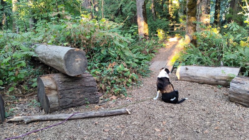 Off-Leash Dog Park - West Linn, OR