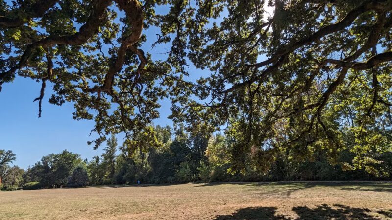 Off-Leash Dog Park - West Linn, OR