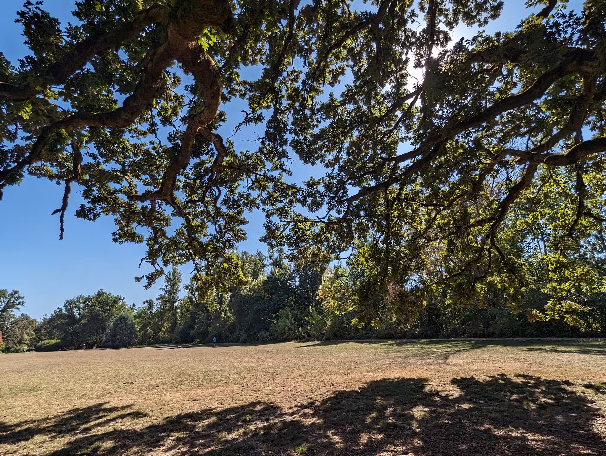 Off-Leash Dog Park - West Linn, OR