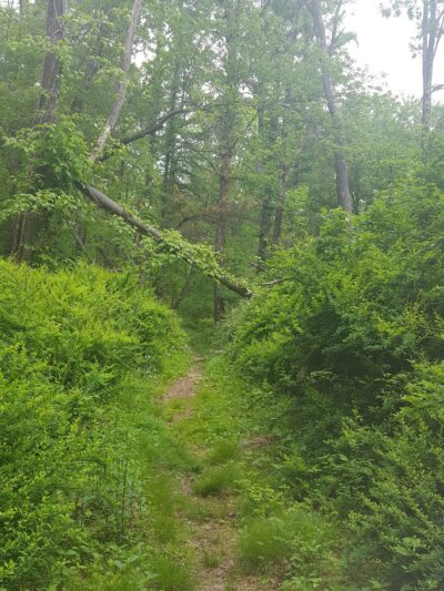 Hope Forest Reserve - West Milford, NJ