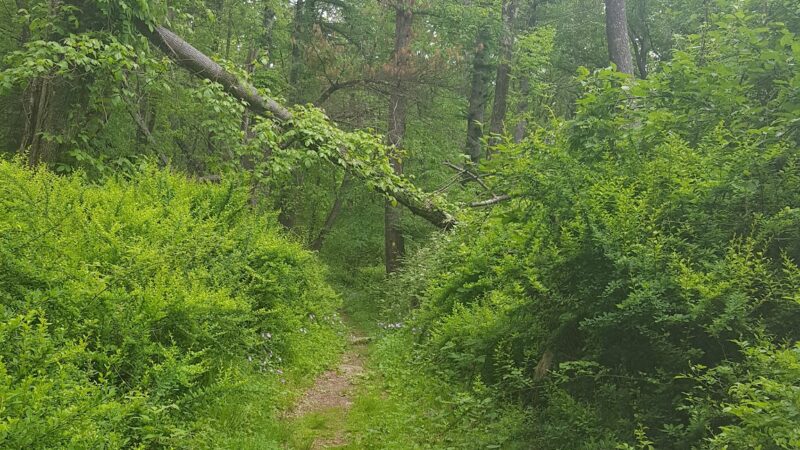 Hope Forest Reserve - West Milford, NJ