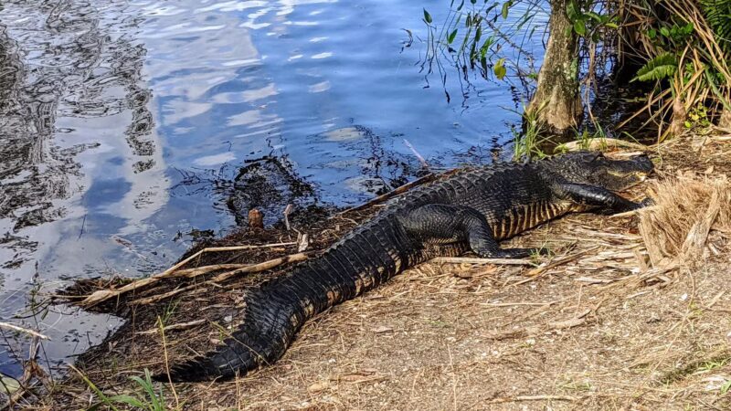 Apoxee Trail - West Palm Beach, FL