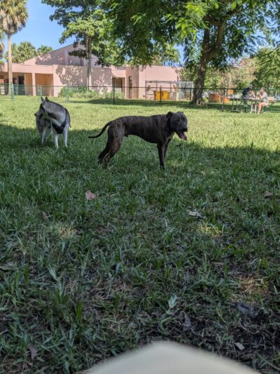 City Paws Dog Park - West Palm Beach, FL