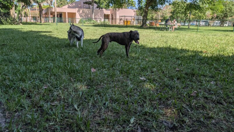 City Paws Dog Park - West Palm Beach, FL
