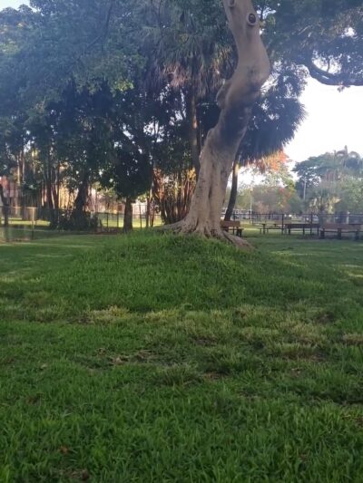 City Paws Dog Park - West Palm Beach, FL