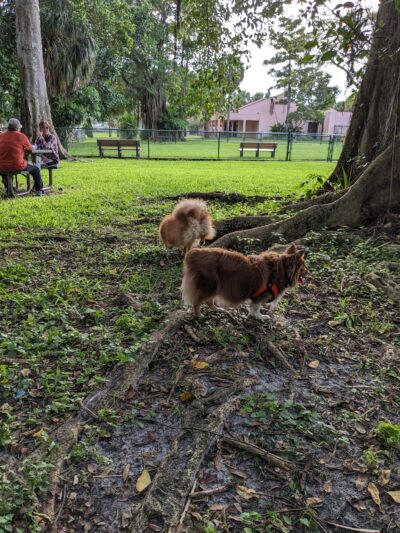 City Paws Dog Park - West Palm Beach, FL