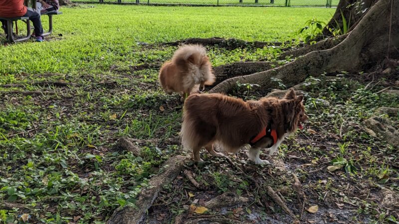 City Paws Dog Park - West Palm Beach, FL