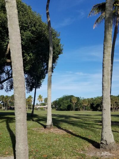 Dreher Dog Park - West Palm Beach, FL