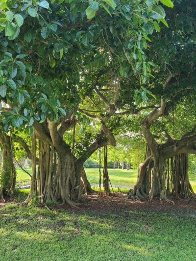 Dreher Dog Park - West Palm Beach, FL