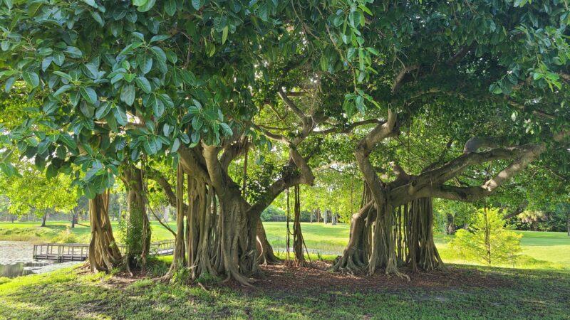 Dreher Dog Park - West Palm Beach, FL