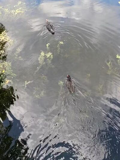 Dreher Dog Park - West Palm Beach, FL