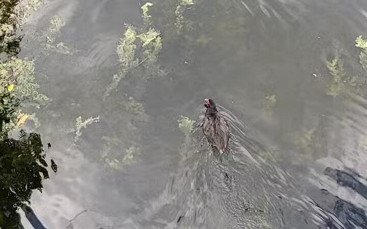 Dreher Dog Park - West Palm Beach, FL