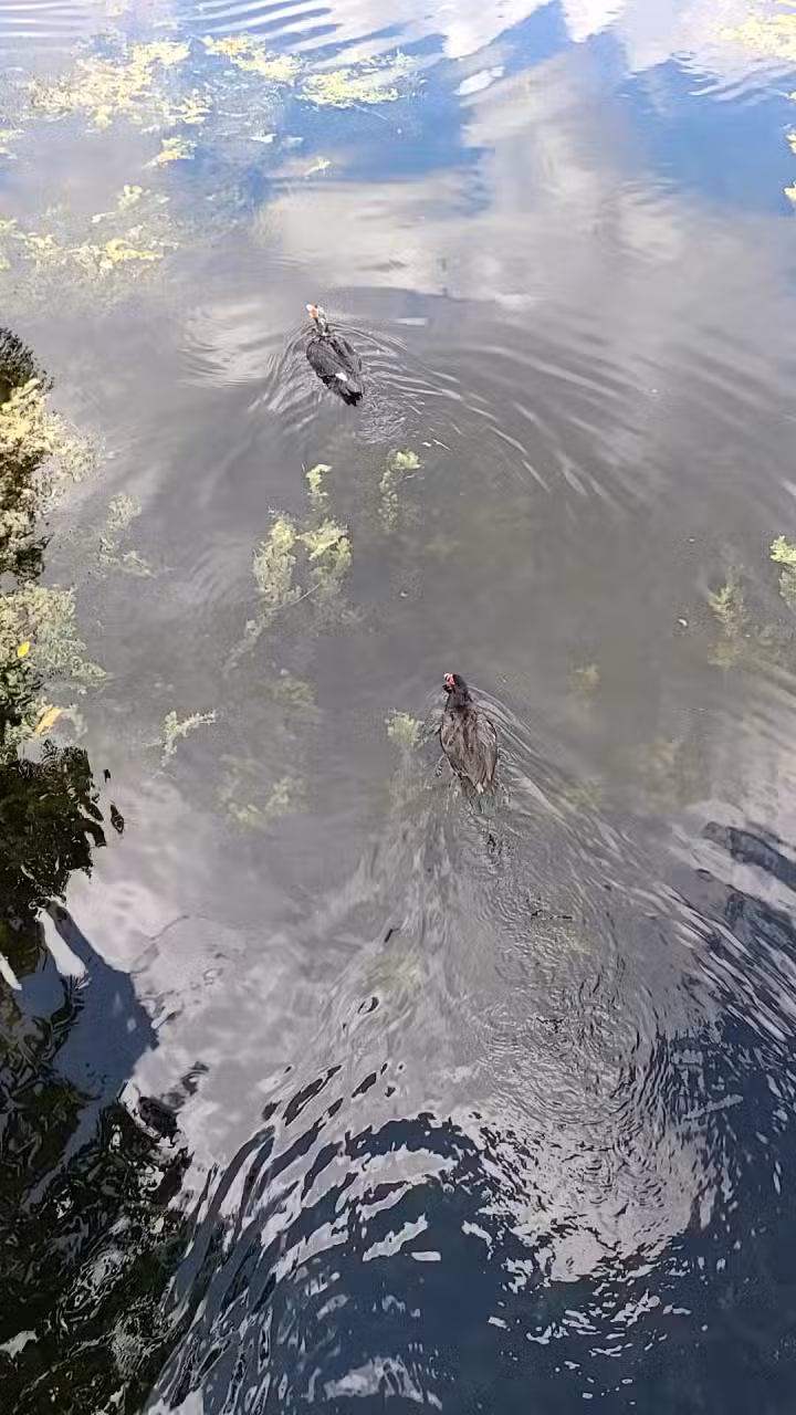 Dreher Dog Park - West Palm Beach, FL