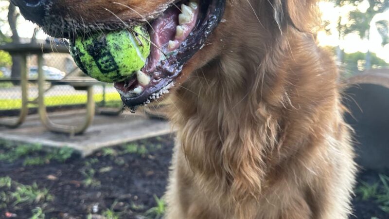 Mary Brandon Dog Park - West Palm Beach, FL