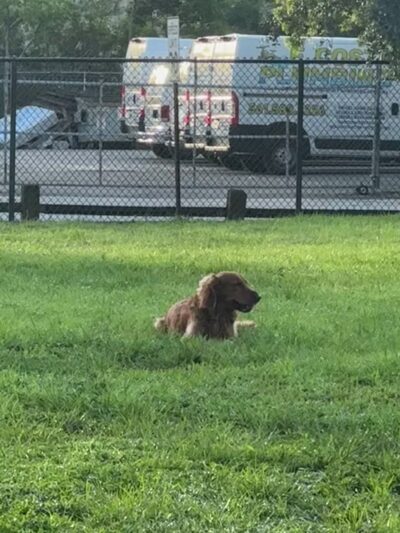 Mary Brandon Dog Park - West Palm Beach, FL
