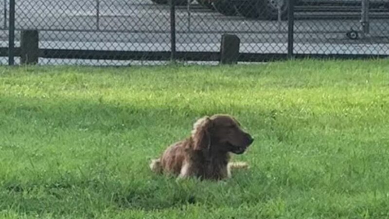 Mary Brandon Dog Park - West Palm Beach, FL
