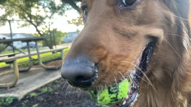 Mary Brandon Dog Park - West Palm Beach, FL