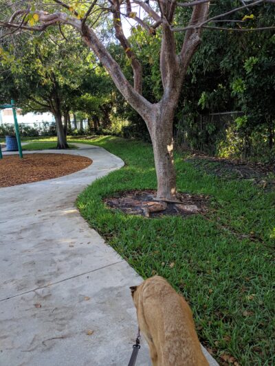 Town Hall park - West Palm Beach, FL