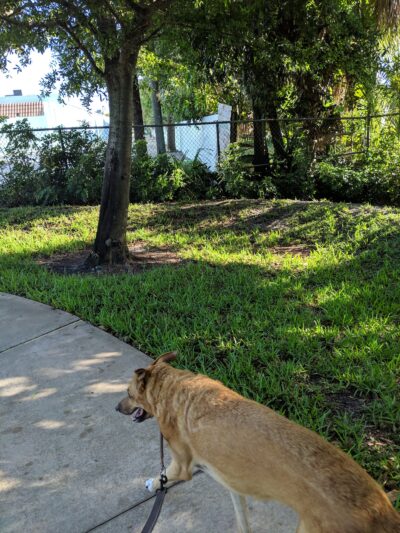 Town Hall park - West Palm Beach, FL