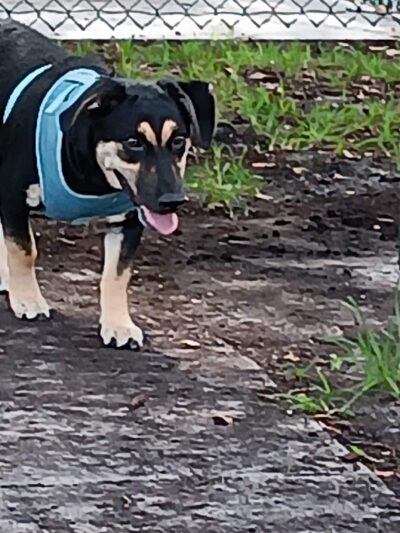 Village Paws Park - West Palm Beach, FL