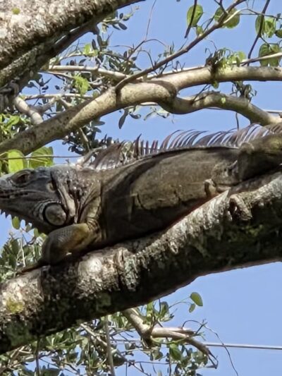 Village Paws Park - West Palm Beach, FL