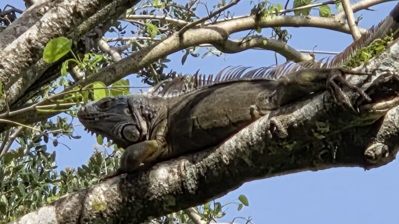 Village Paws Park - West Palm Beach, FL