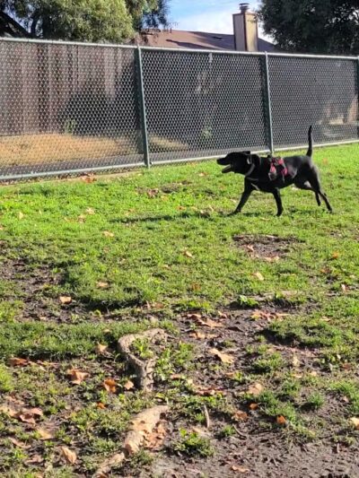 Summerfield Dog Park - West Sacramento, CA