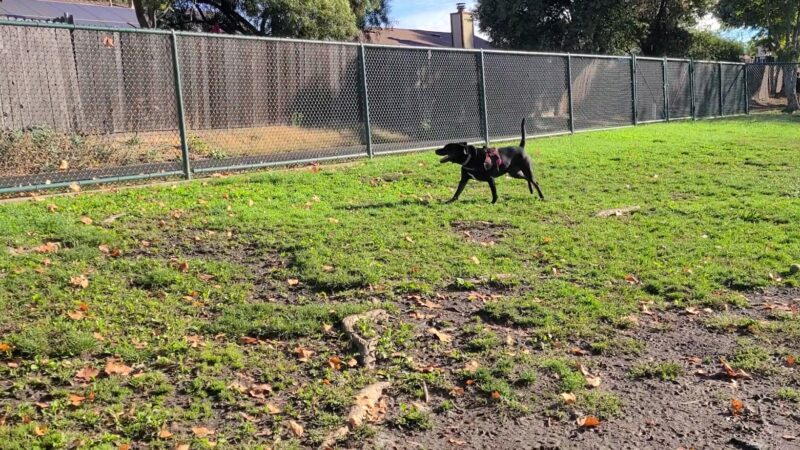 Summerfield Dog Park - West Sacramento, CA