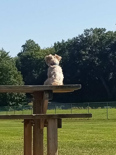 Caryn Modawell Memorial Dog Park - West Salem, WI