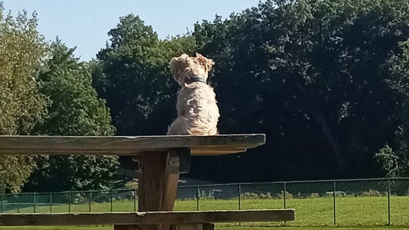 Caryn Modawell Memorial Dog Park - West Salem, WI