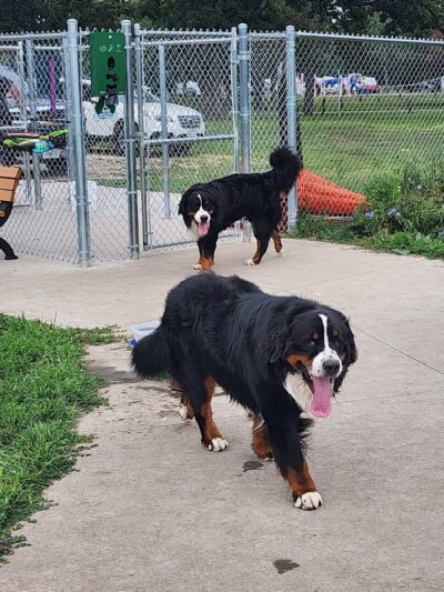 Paws Park in Veterans Memorial Campgroup, West Salem Dog Park - West Salem, WI