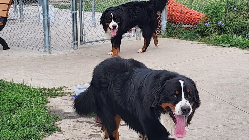 Paws Park in Veterans Memorial Campgroup, West Salem Dog Park - West Salem, WI