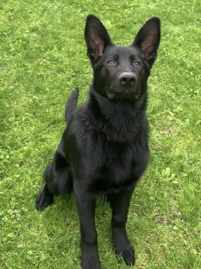 Paws Park in Veterans Memorial Campgroup, West Salem Dog Park - West Salem, WI