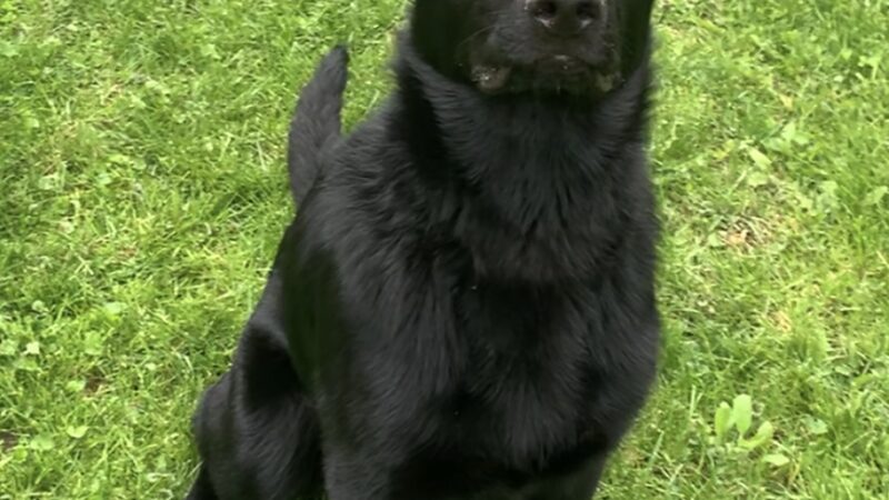Paws Park in Veterans Memorial Campgroup, West Salem Dog Park - West Salem, WI