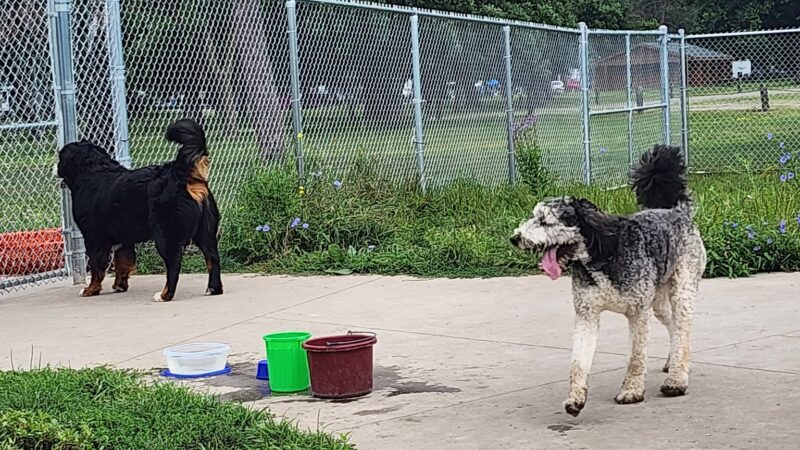 Paws Park in Veterans Memorial Campgroup, West Salem Dog Park - West Salem, WI