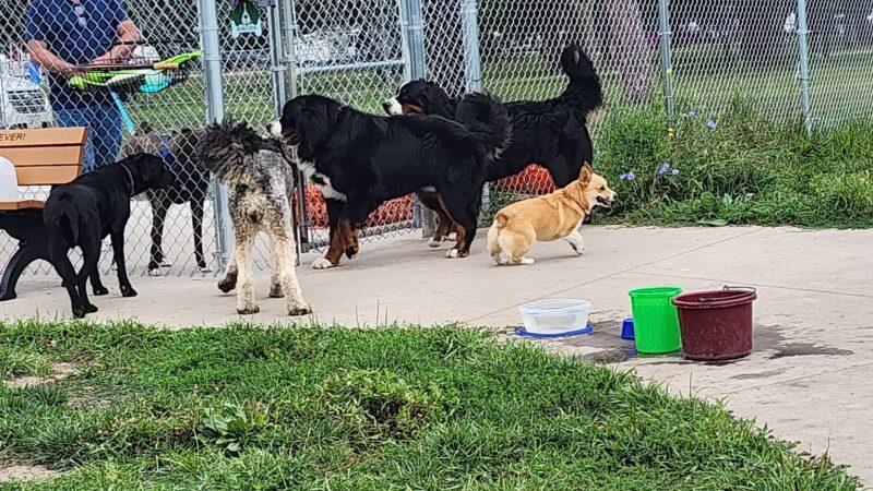 Paws Park in Veterans Memorial Campgroup, West Salem Dog Park - West Salem, WI
