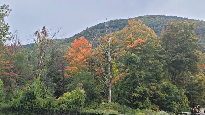 Lester S. Davis Park - West Shokan, NY