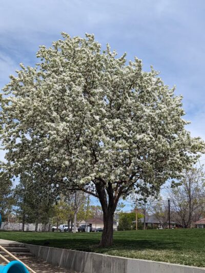 Fassio Farm Park - West Valley City, UT
