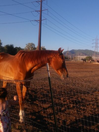 Redwood Park - West Valley City, UT