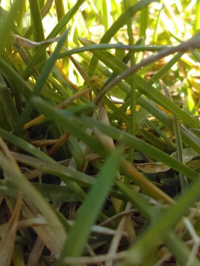 Redwood Park - West Valley City, UT