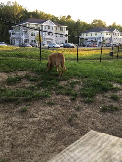 Blue Spruce Dog Park - Westbrook, ME